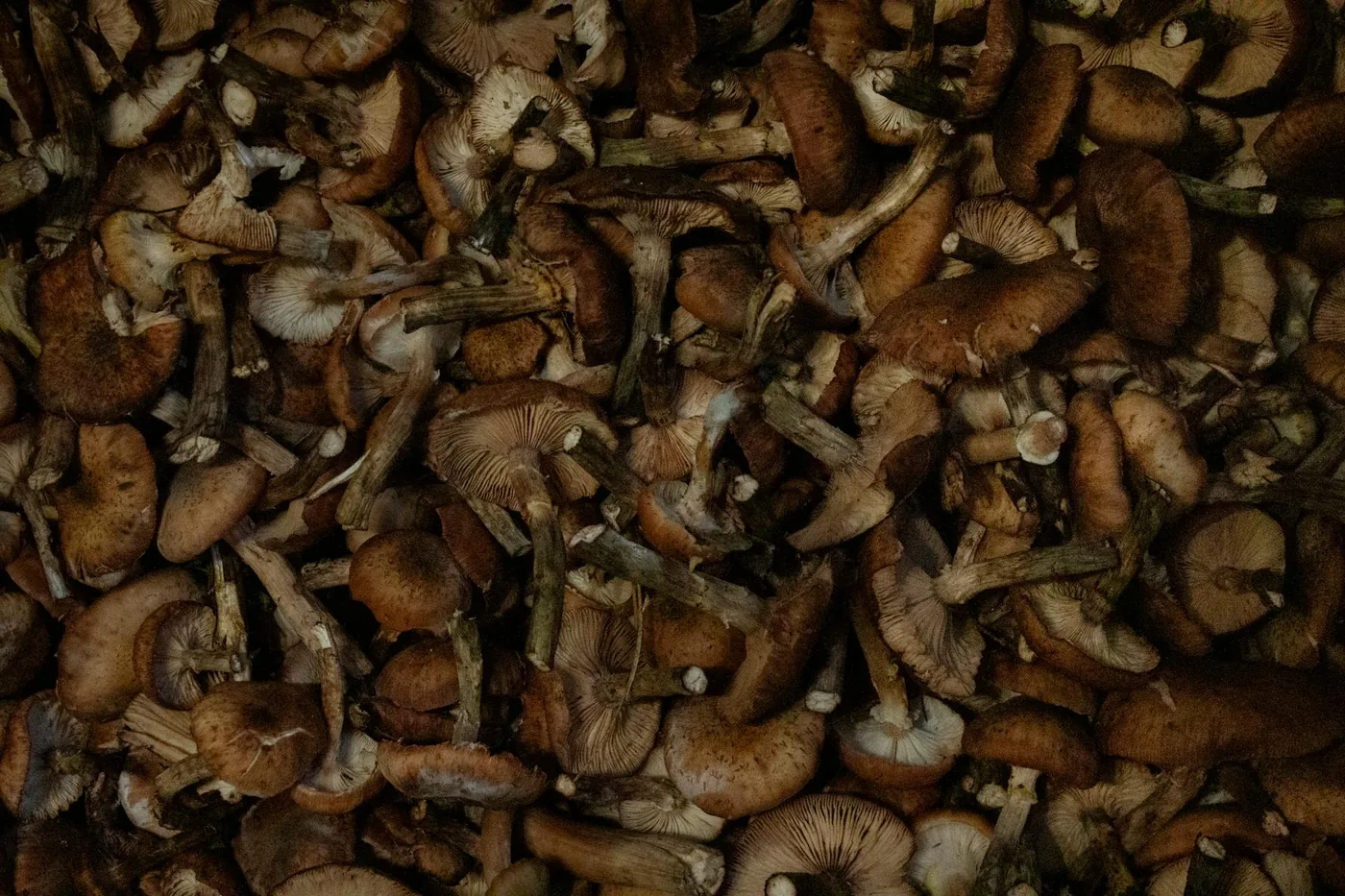 Dense cluster of pale, thick-stemmed mushrooms
