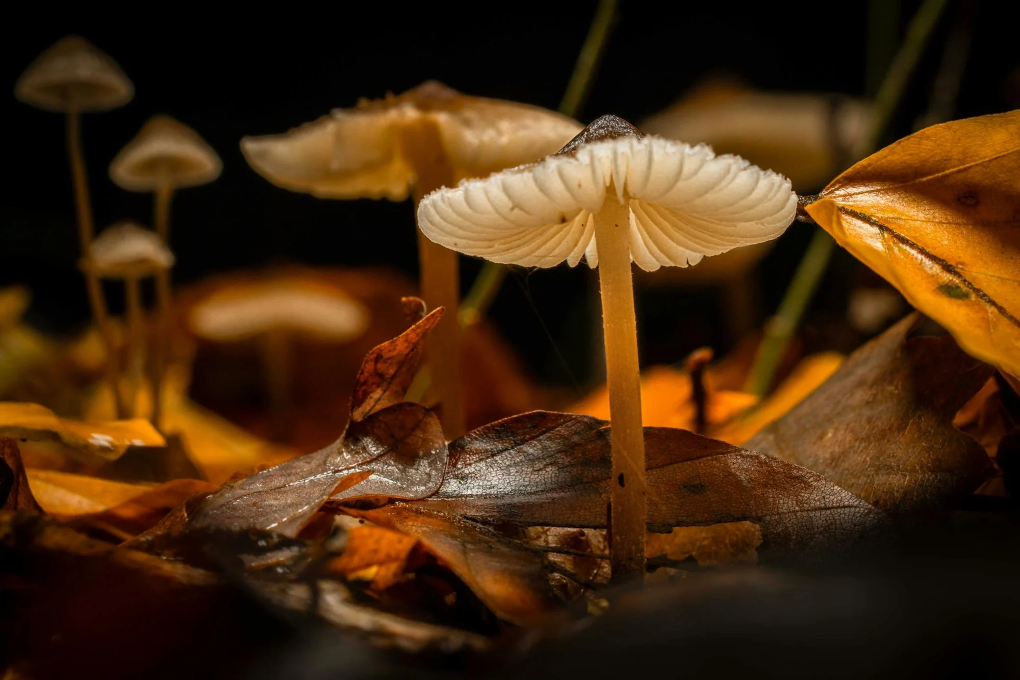 The Default Mode Network: The Neuroscience Behind Psilocybin's Effects.