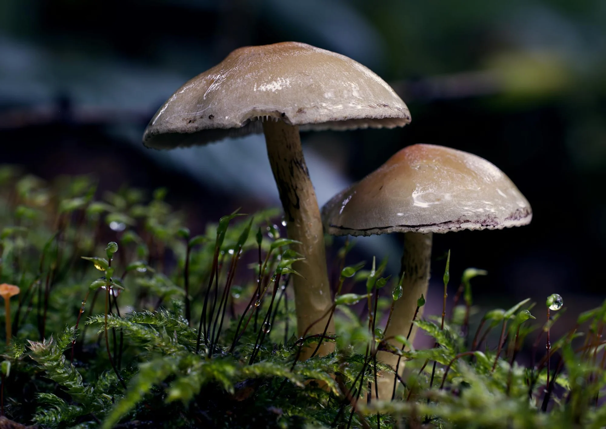 The Day After: Integrating a Psilocybin Experience Into Daily Life.