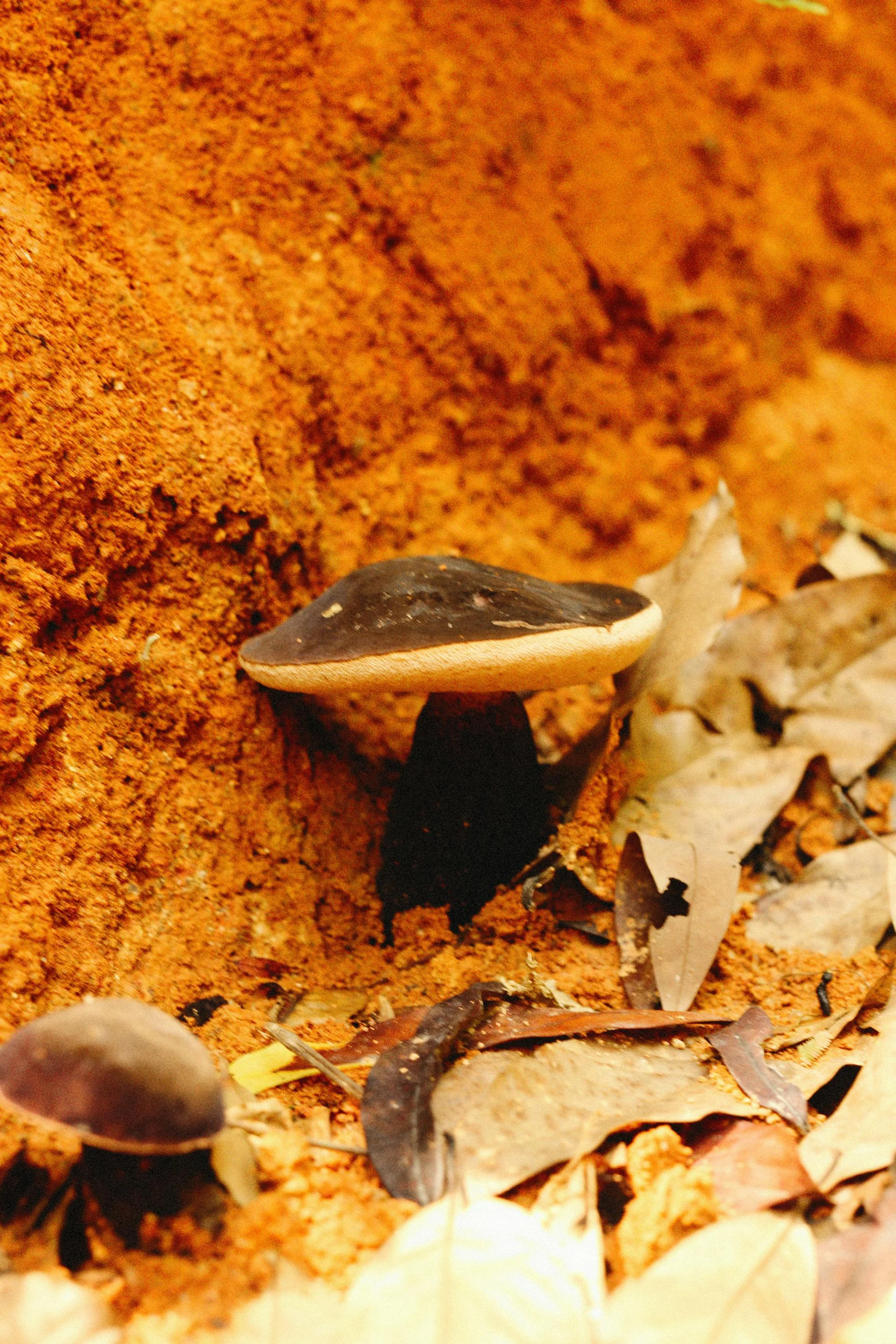 Lemon Tek: The Science Behind Faster, Stronger Magic Mushroom Trips.
