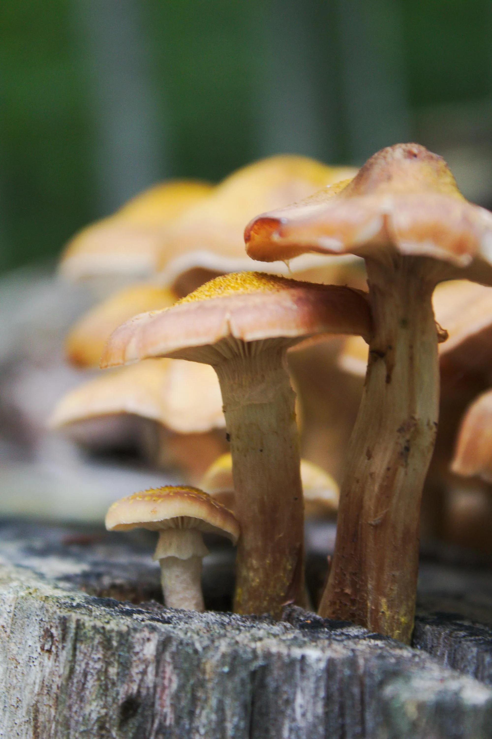 The Stamets Stack Explained: Psilocybin, Lion's Mane, and Niacin.