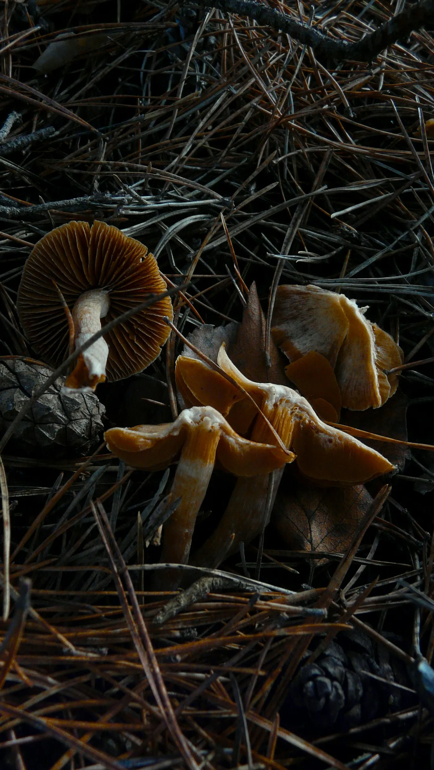 Mushrooms in soft low light, evoking introspection and quiet