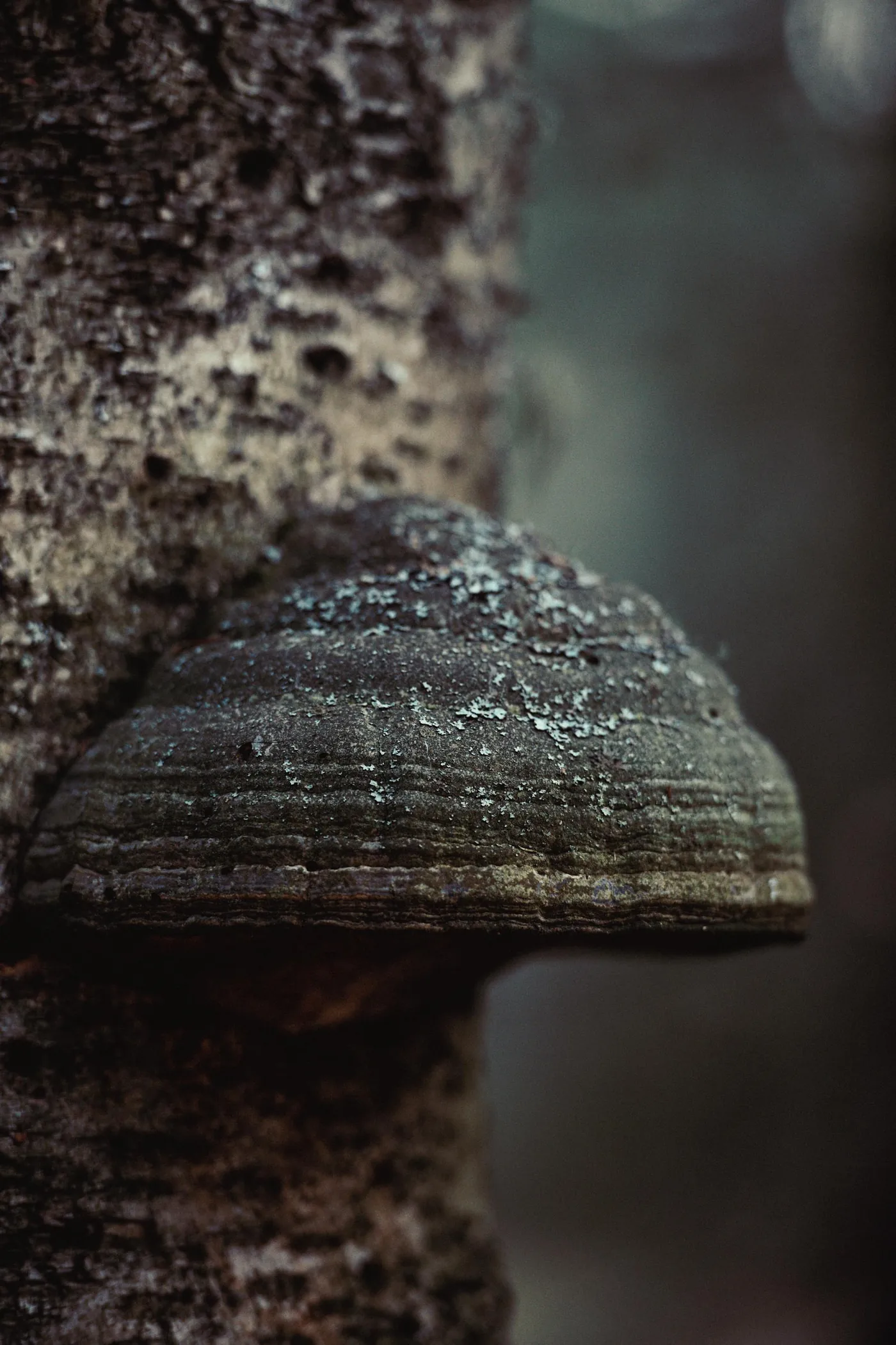 Macro photograph of mushroom gills resembling densely connected neural pathways
