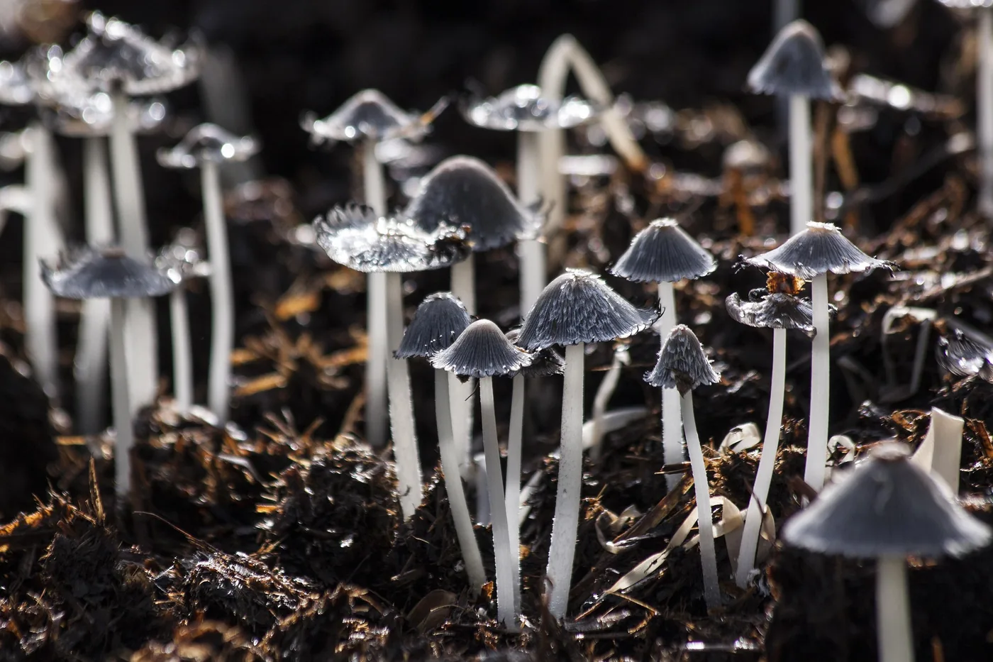 A gathering of small mushrooms growing together