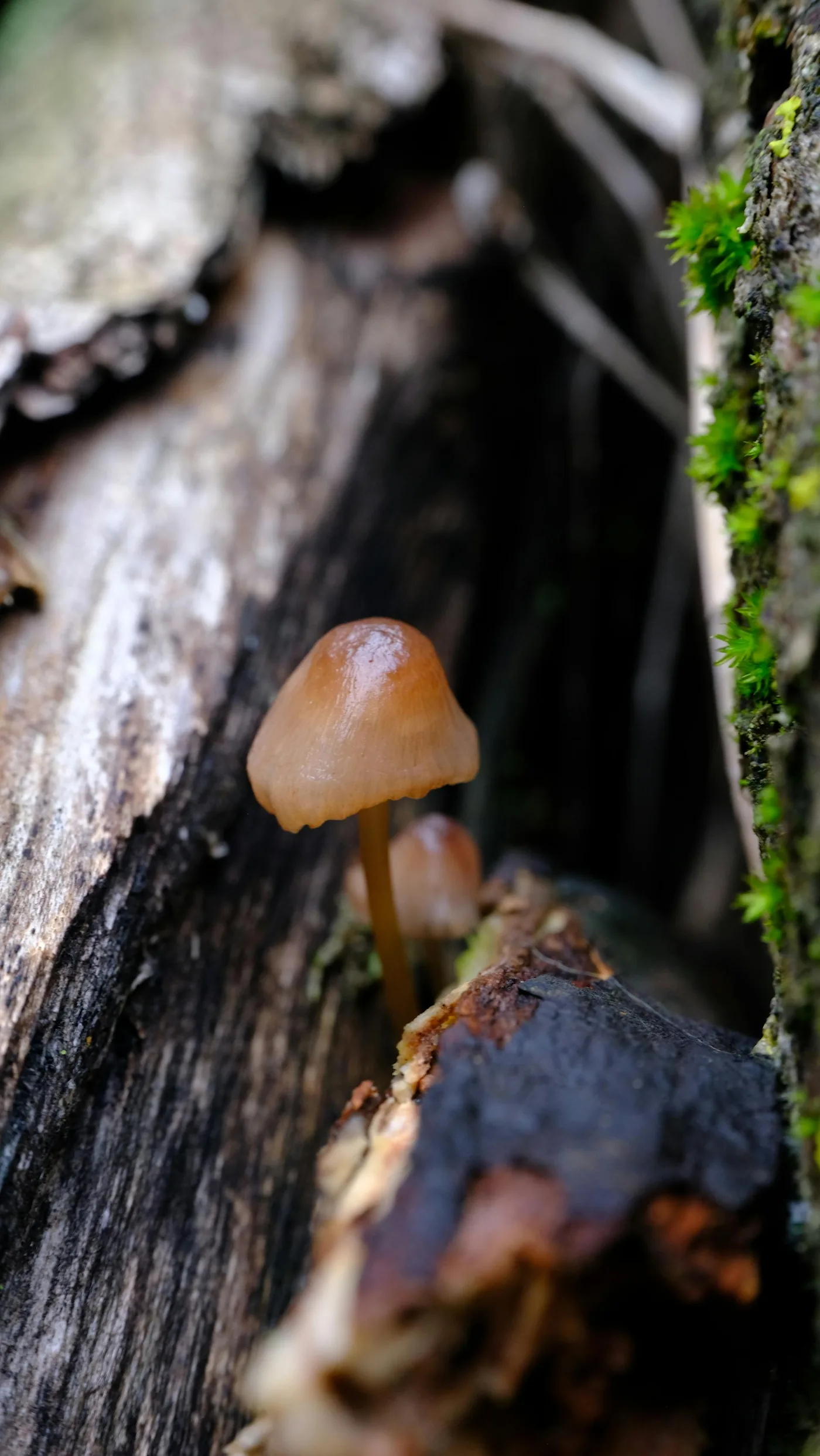 Close-up of a mushroom cap catching warm light