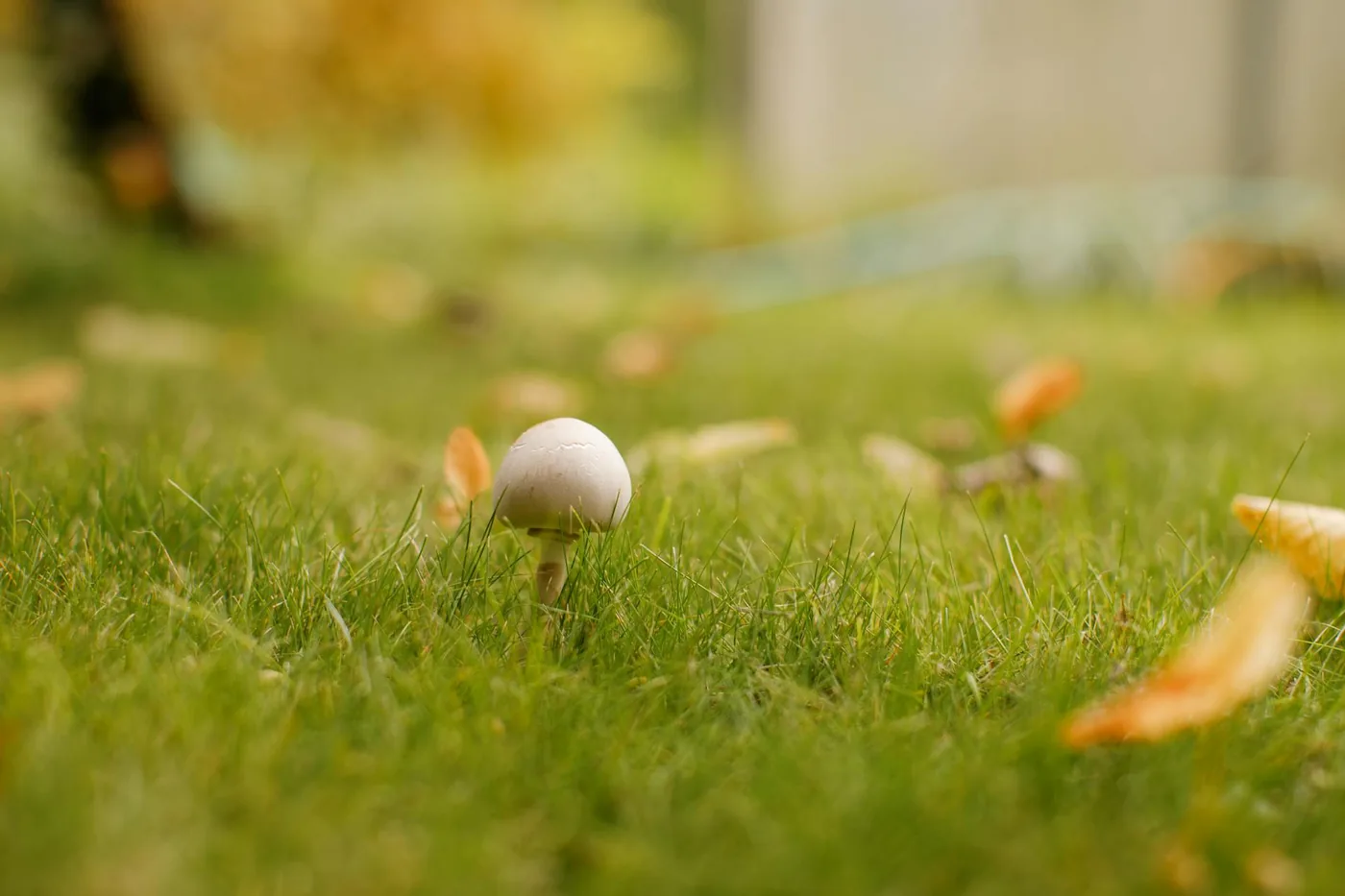 A single small mushroom in a field
