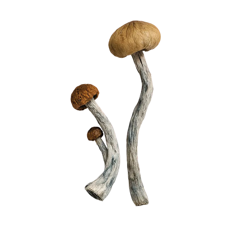 Mushrooms