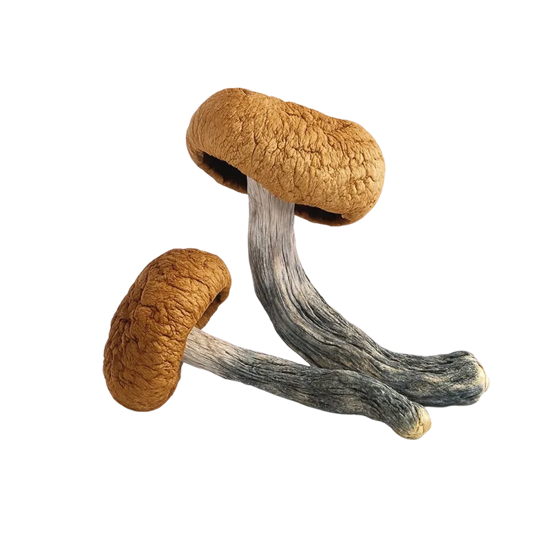 Blue Meanies — Dried Magic Mushrooms - Image 2