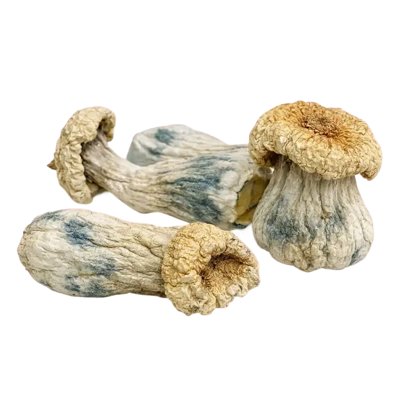 Buddha Belly — Dried Magic Mushrooms - Image 2