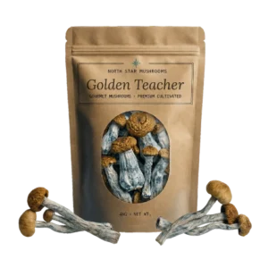 Golden Teacher — Dried Magic Mushrooms