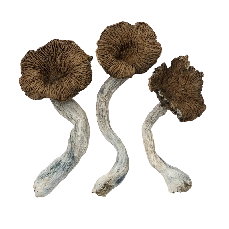 Golden Thai Caps — Dried Magic Mushrooms - Image 2