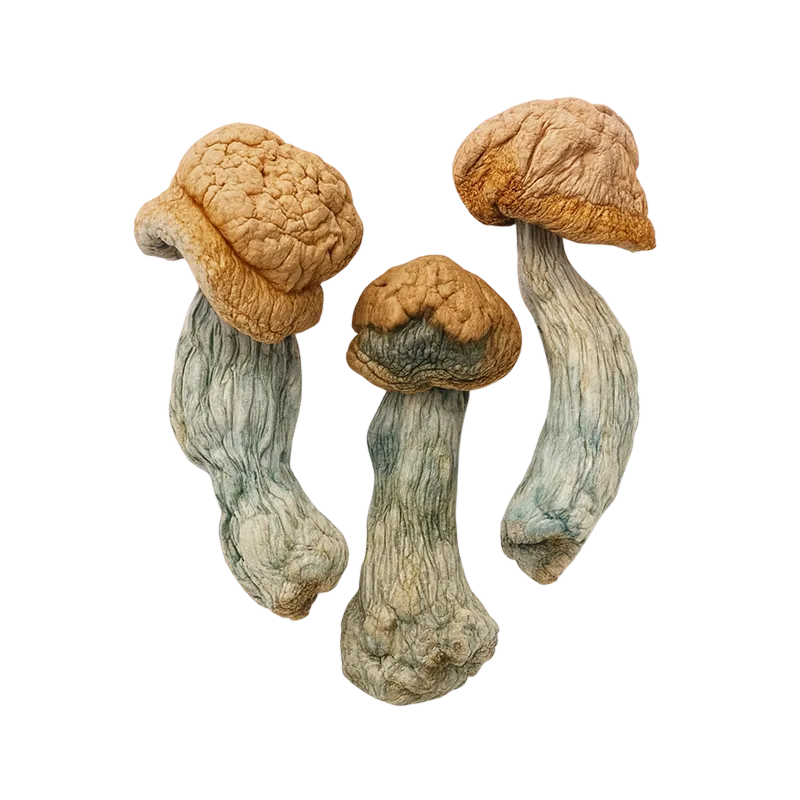 Penis Envy — Dried Magic Mushrooms - Image 2