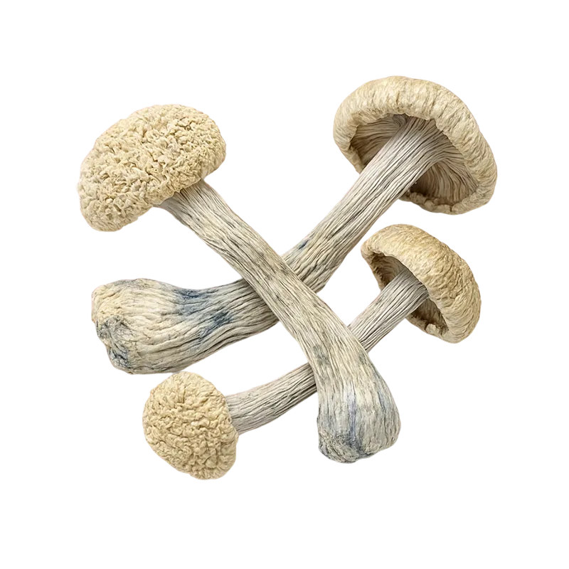 Tidal Waves — Dried Magic Mushrooms - Image 2